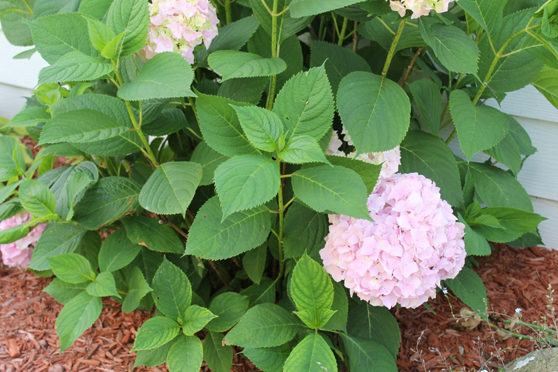 hydrangea